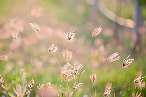istock camomiles on summer field closeup 512697809