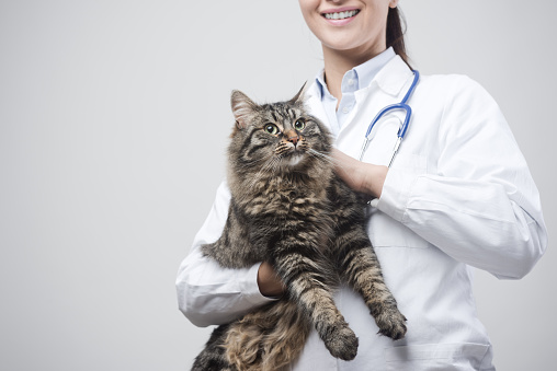 Confident female veterinarian holding a long hair beautiful cat