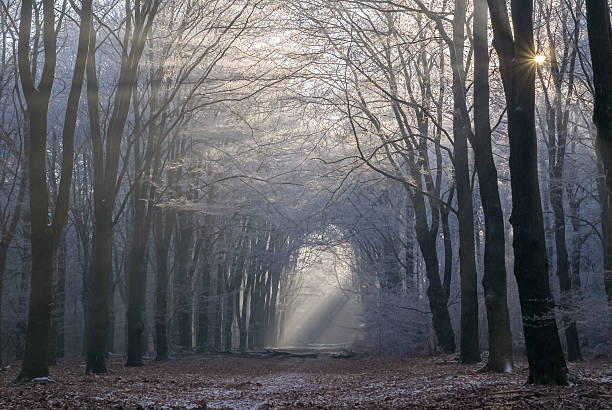 morninglight breaking through the trees in National Park Veluwe stock photo