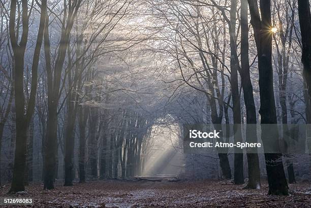 Morninglight Breaking Through The Trees In National Park Veluwe Stock Photo - Download Image Now