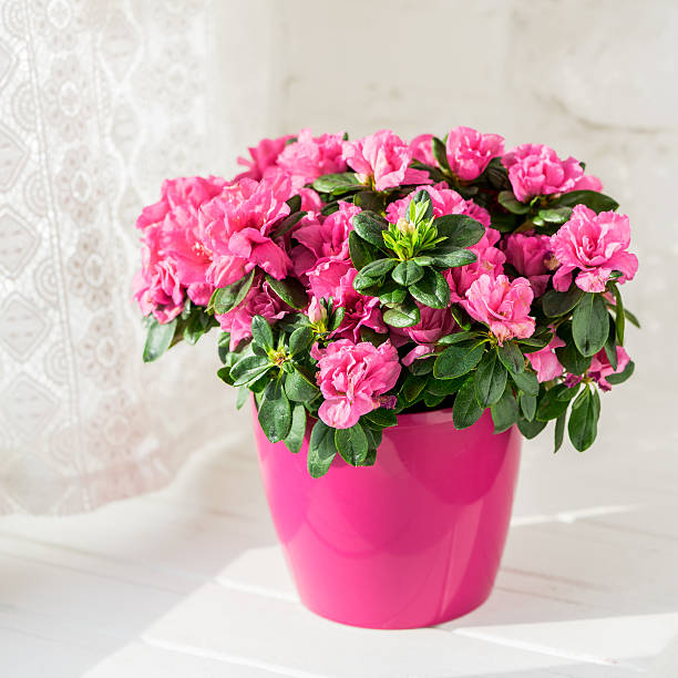 blooming azalea in pink flowerpot blooming azalea in pink flowerpot white rustic background sunny day  azalea photos stock pictures, royalty-free photos & images