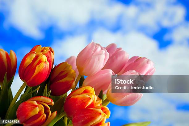 Colorful Spring Flowers Tulips On Sky Background Stock Photo - Download Image Now - Blue, Bouquet, Celebration