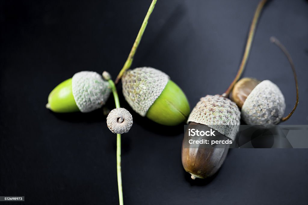 Acorns Close up of acorns on black background. Acorn Stock Photo