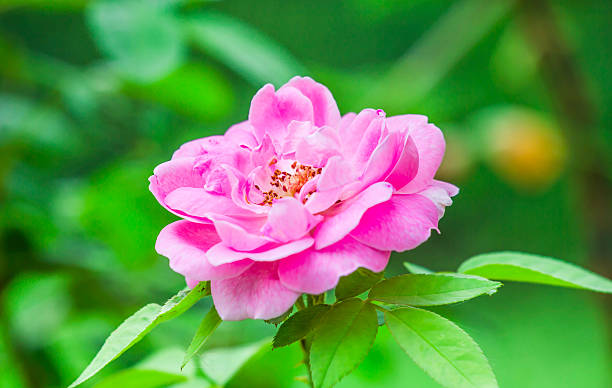 istock nk rose soft tone on green background . 512699111