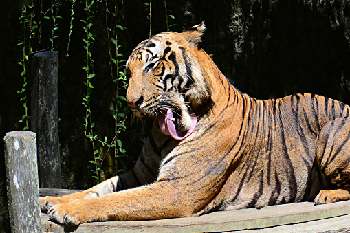 Yawning Malayan tiger portrait (Panthera tigris jacksoni). Picture taken in Sabah Borneo, Malaysia