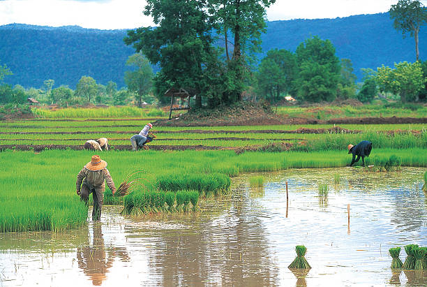The importance of rice in Thailand, the way of life long since ancient ties. Causing Culture Vastly improved And is the staple food of Thailand believed.