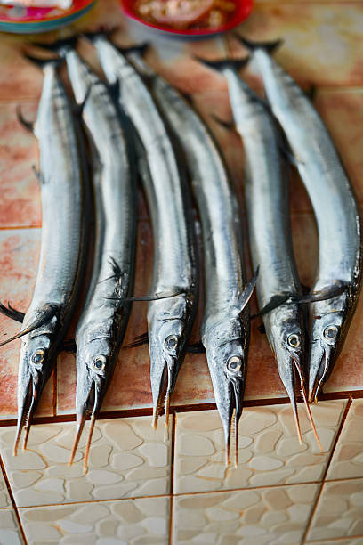 Houndfish 70+ Houndfish Stock Photos, Pictures & Royalty-Free Images - iStock