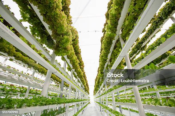 養液栽培 垂直ファーム - 垂直農法のストックフォトや画像を多数ご用意 - 垂直農法, 縦位置, 水栽培