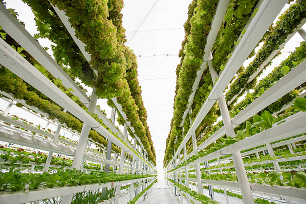 Hydroponic Vertical Farm Lettuce farming in a modern hydroponic vertical farm which uses only 1% of water a normal soil based farm would require. vegetable factory stock pictures, royalty-free photos & images