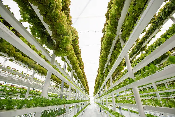 Lettuce farming in a modern hydroponic vertical farm which uses only 1% of water a normal soil based farm would require. 