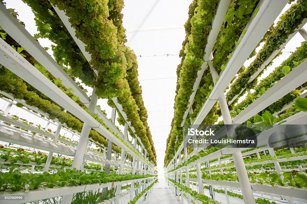 Fazenda hidropônica Vertical - Foto de stock de Agricultura vertical royalty-free