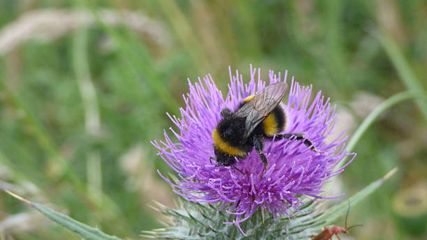 istock Bumble bee on thistle bloom against a  green background 512701470