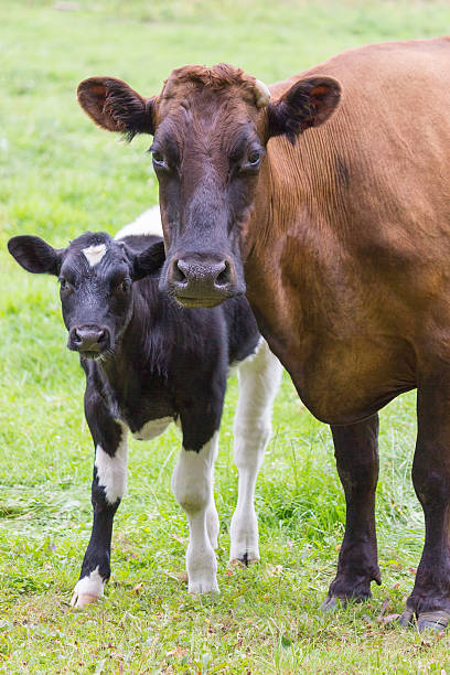 vaca marrom-se juntos com preto e branco panturrilha - calf cow mother animal - fotografias e filmes do acervo