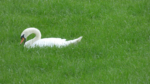 istock Green lawn with swan 512703518
