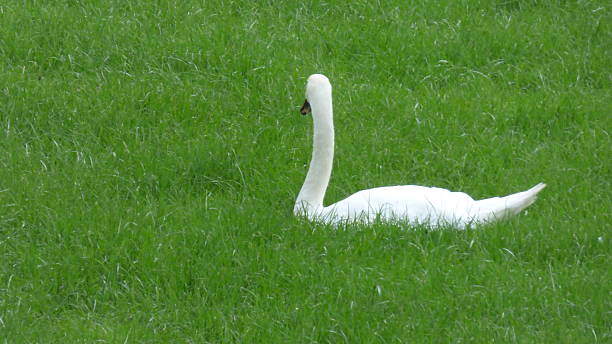 istock Green lawn with swan 512703606