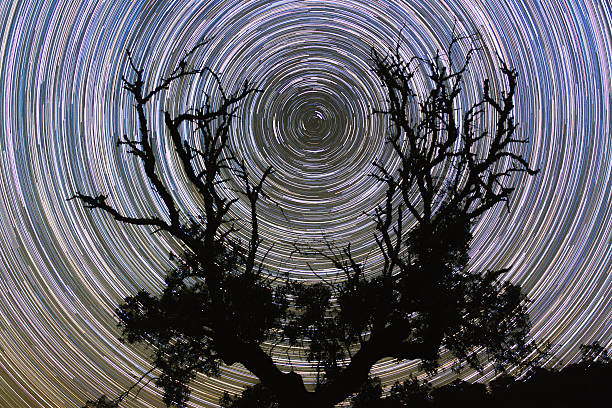 istock Polar Startrail in the Arms of a olive Tree 512703922