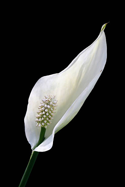 흰색 꽃 (spathiphyllum - peace lily lily stamen single flower 뉴스 사진 이미지