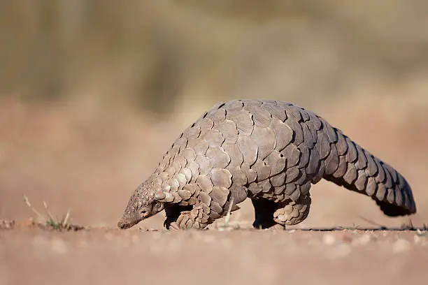 Photo of Pangolin searching for ants