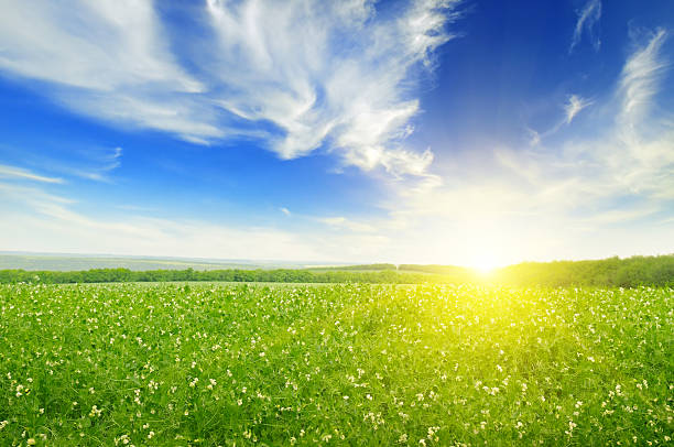 field, le lever du soleil et ciel bleu - lea photos et images de collection