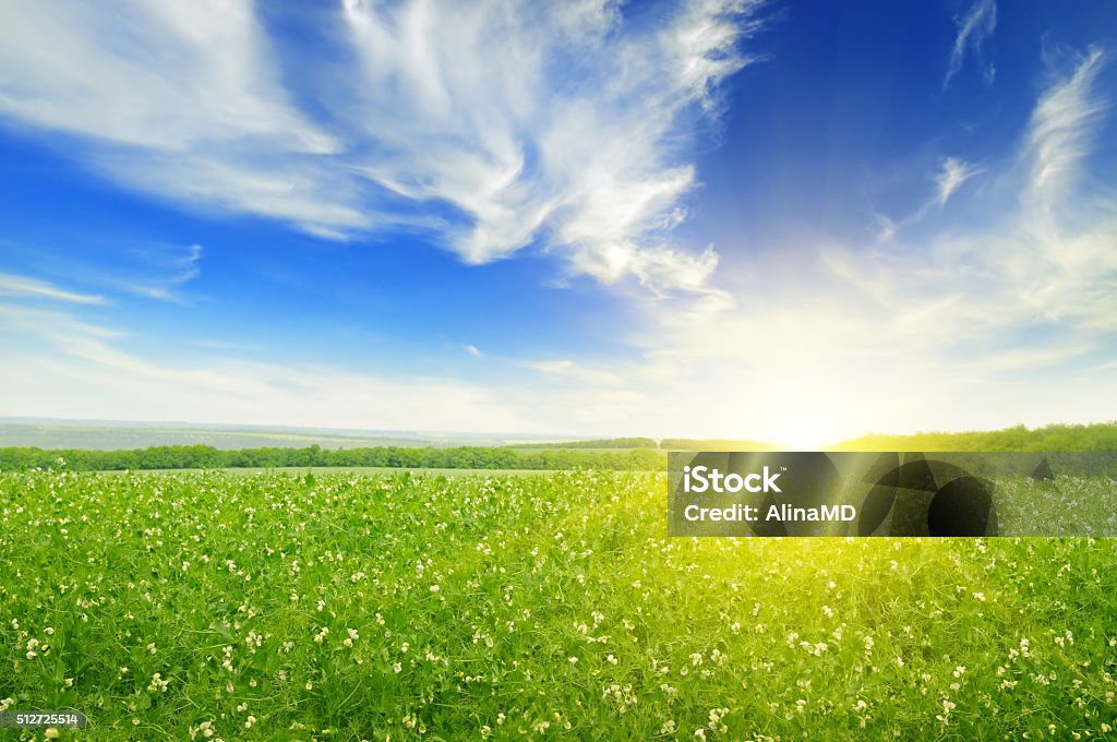 Campo, nascer do sol e céu azul - Foto de stock de Ensolarado royalty-free