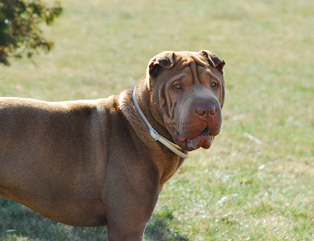 brown sharpei olhando para a câmera - shar pei dog beauty animal tongue - fotografias e filmes do acervo