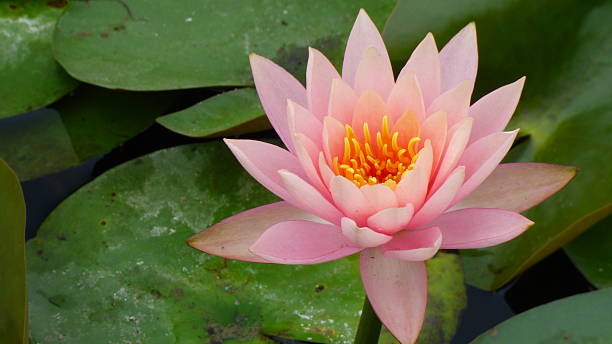 istock Fully open lotus flower against agreen leaves 512726566