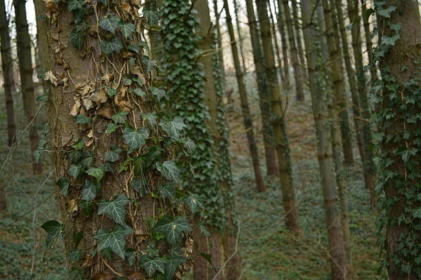 ivy, woods, tree, nature
