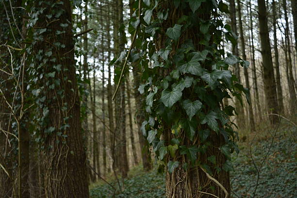 ivy, woods, tree, nature