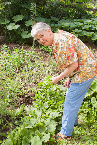 istock elderly woman collects sheet lettuce from a bed 512728530