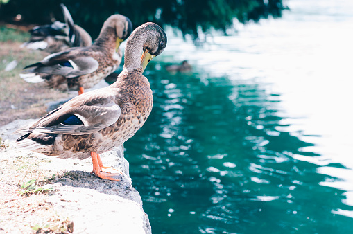 Mottled ducks standing by the lake. Shot on a sunny summer day on Bled, Slovenia.