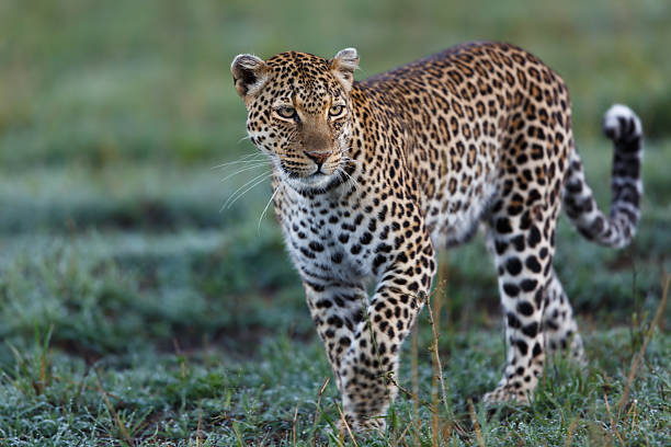 Walking female Leopard Lorian in Masai Mara stock photo
