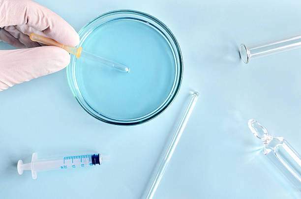 istock Chemical research in Petri dishes 512729306