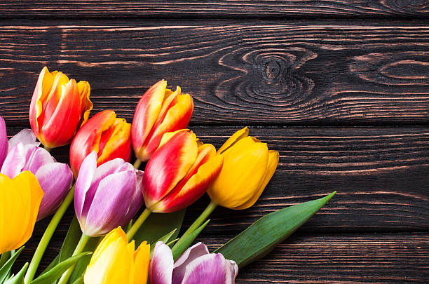 istock tulip on wood background 512729440