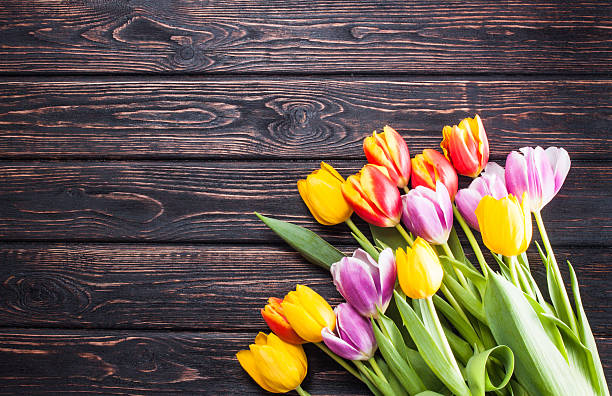 istock tulip on wood background 512729504