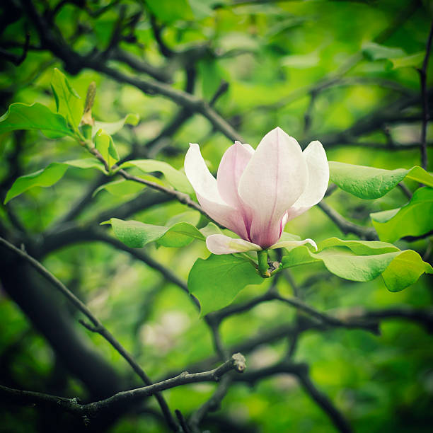 Blossoming of magnolia flowers in spring time, retro vintage hipster image
