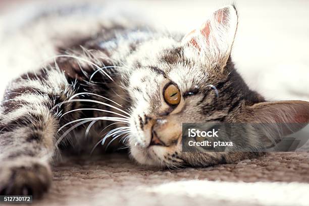 Young Cat Lying On The Carpet Enjoying The Sunny Day Stock Photo - Download Image Now