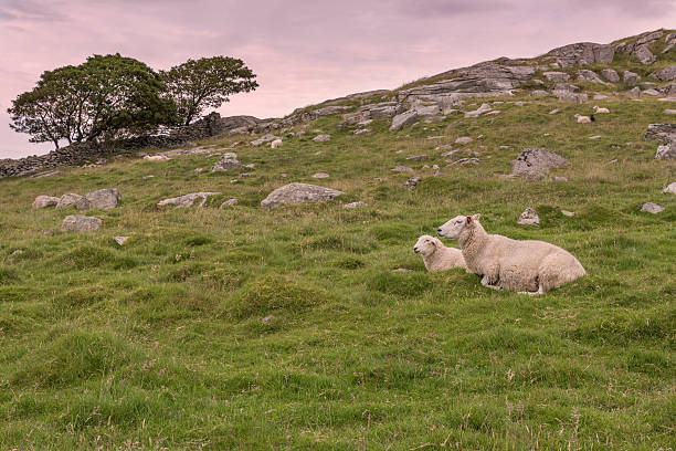 istock Resting sheep on a summer evening in the countryside 512730304