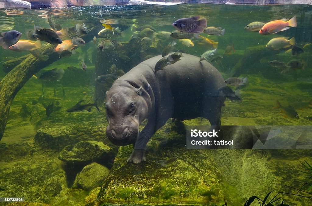 Hippo, pygmy hippopotamus under water Hippo underwater, pygmy hippopotamus in water through glass, Khao Kheo open zoo, Thailand Hippopotamus Stock Photo