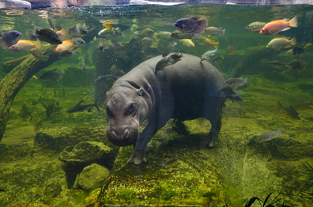 Hippo, pygmy hippopotamus under water Hippo underwater, pygmy hippopotamus in water through glass, Khao Kheo open zoo, Thailand hippopotamus stock pictures, royalty-free photos & images