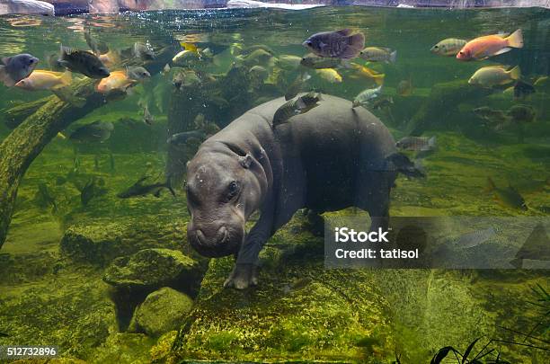 Hippo Pygmy Hippopotamus Under Water Stock Photo - Download Image Now - Hippopotamus, Pygmy Hippopotamus, Underwater