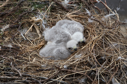 Buzzard chicks in the nest. Lena river. Yakutia. Russia.