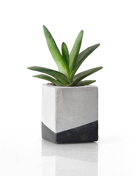 istock Plant in a concrete painted cubic pot 512734566