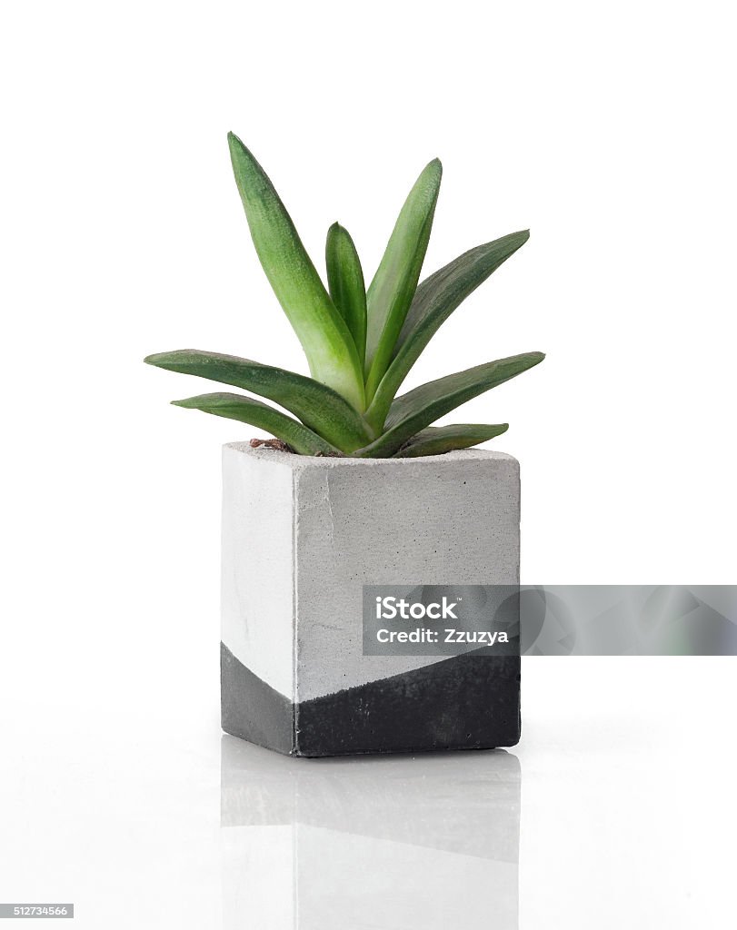 Plant in a concrete painted cubic pot House plant in a cement square pot isolated on a white background with a shadow reflection Potted Plant Stock Photo