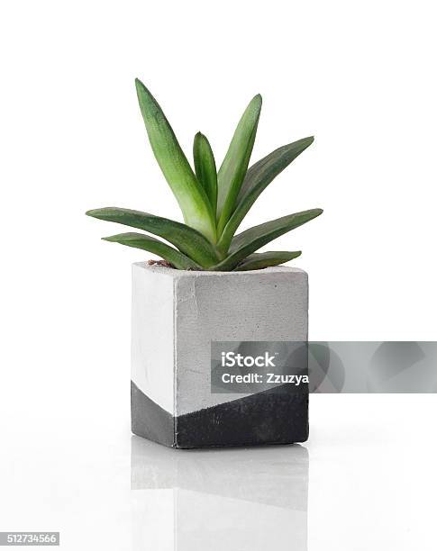 Plant In A Concrete Painted Cubic Pot Stock Photo - Download Image Now - Potted Plant, Botany, Cement