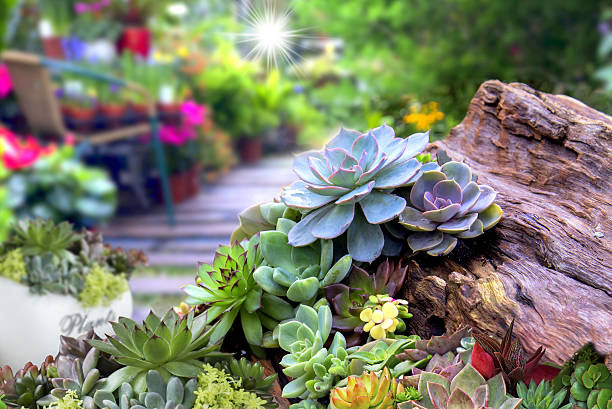 miniature de succulents - scenics nature color image multi colored photos et images de collection