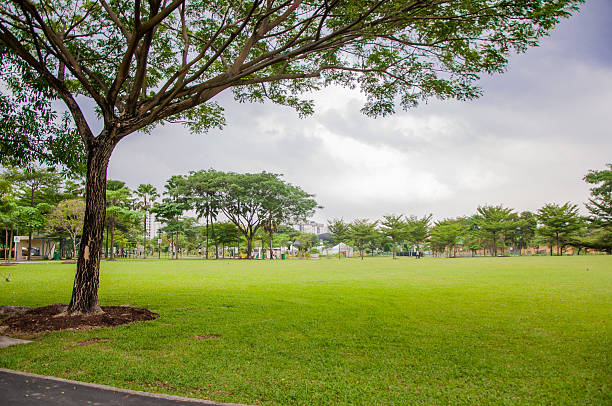 istock tree and green field in park 512736176