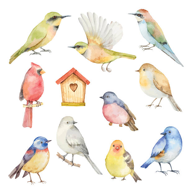 ilustrações de stock, clip art, desenhos animados e ícones de aguarela vector conjunto de pássaros. - flying animal bird multi colored