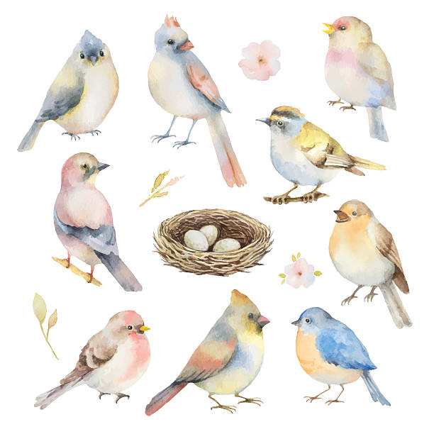 워터컬러 벡터 세트 조류. - illustration and painting bird drawing color image stock illustrations