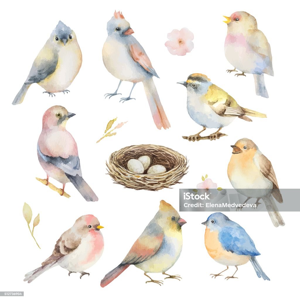 Watercolor vector set of birds. Watercolor vector set of birds.  Hand painted illustration isolated on white background. Elements for design of congratulatory cards, invitations, business cards and more. Bird stock vector
