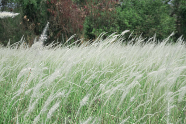 istock Poaceae plants, on the fields of white. 512736956